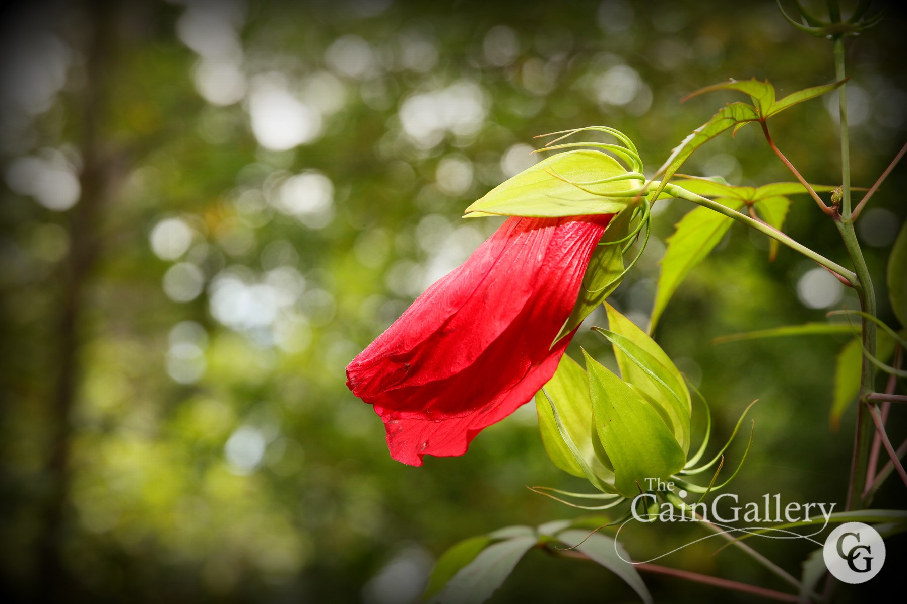 91589335_110681153918263_8072798397595123712_o