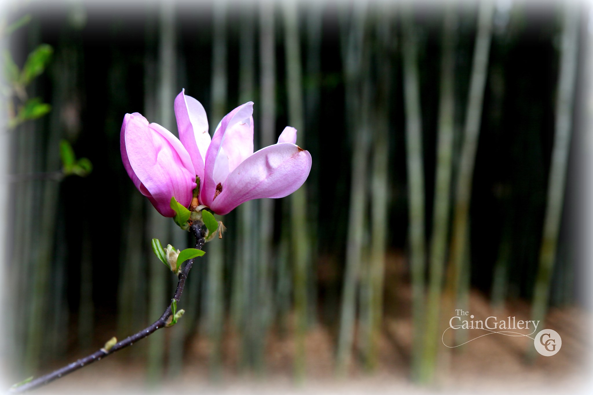 91975306_110528033933575_2581853121076527104_o