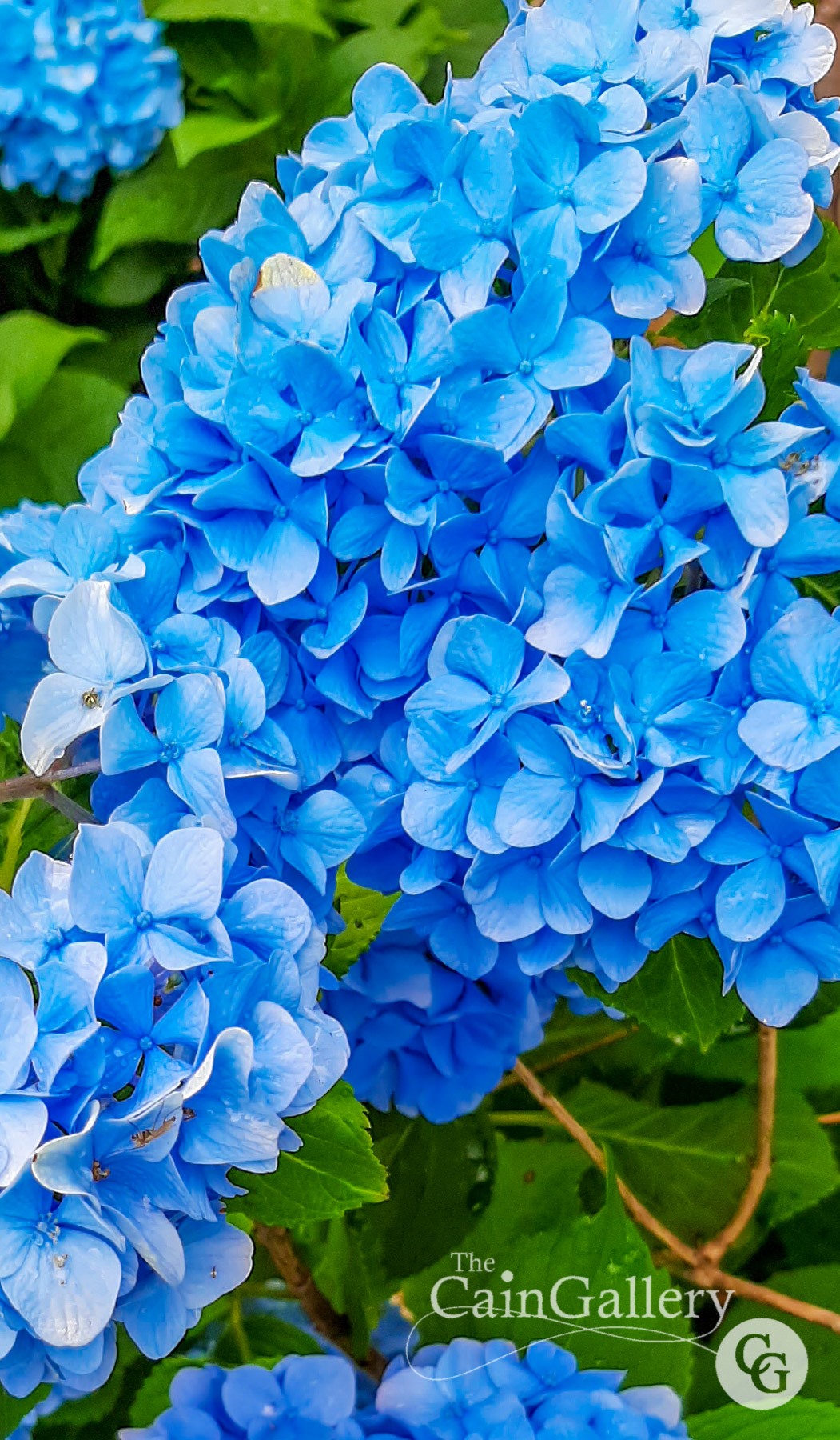 106988440_154256862894025_2385611643468356232_o