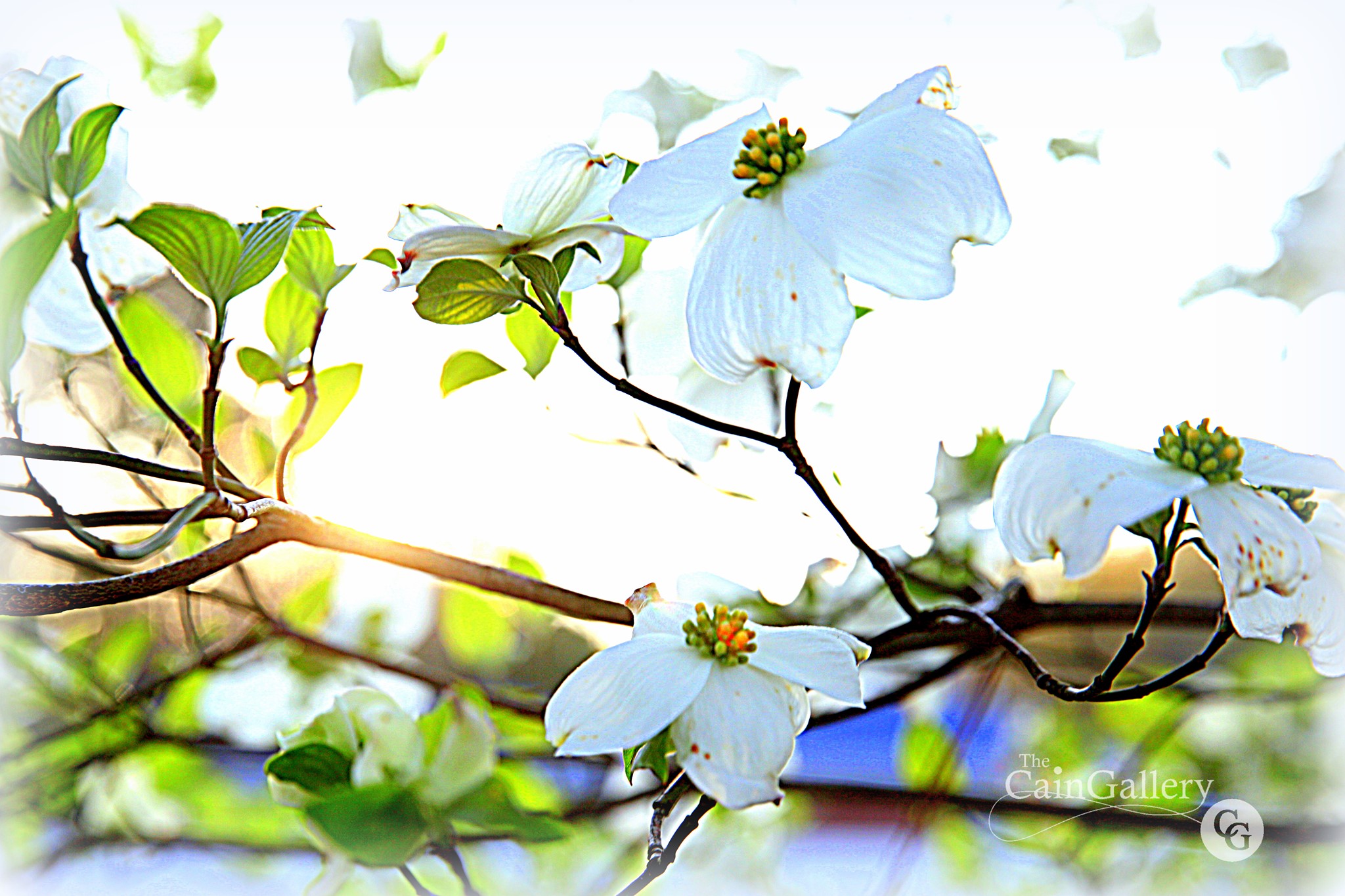 91417096_109896523996726_4627192959194890240_o