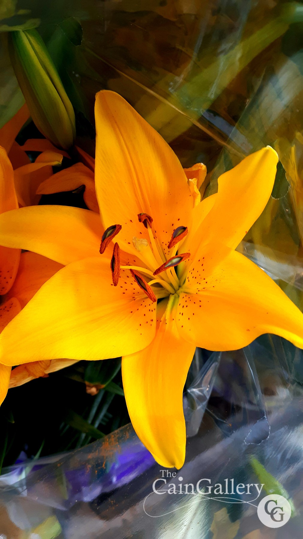 91417502_109828794003499_7686459676933750784_o