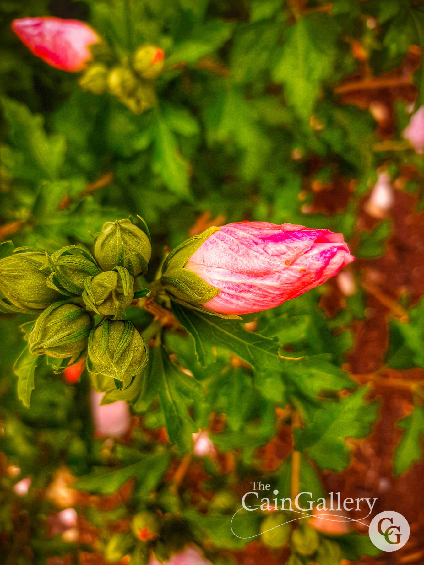 109011123_159996618986716_1854699657751770811_o