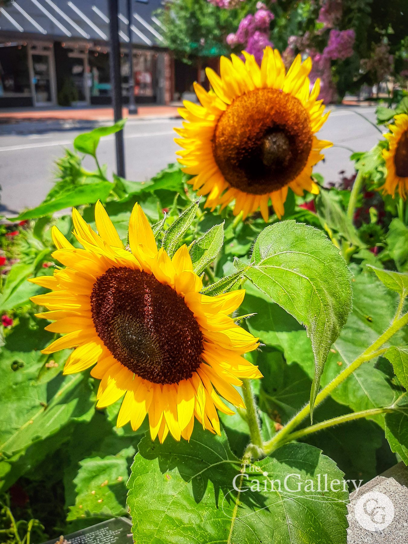 109340035_159297092390002_4041663071934408204_o