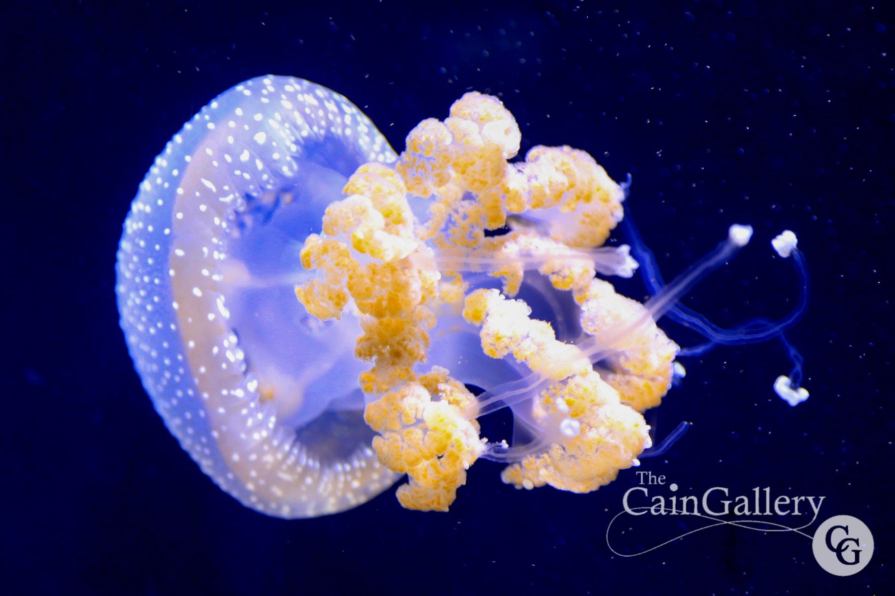 75481911_154256192894092_475159572491381814_o