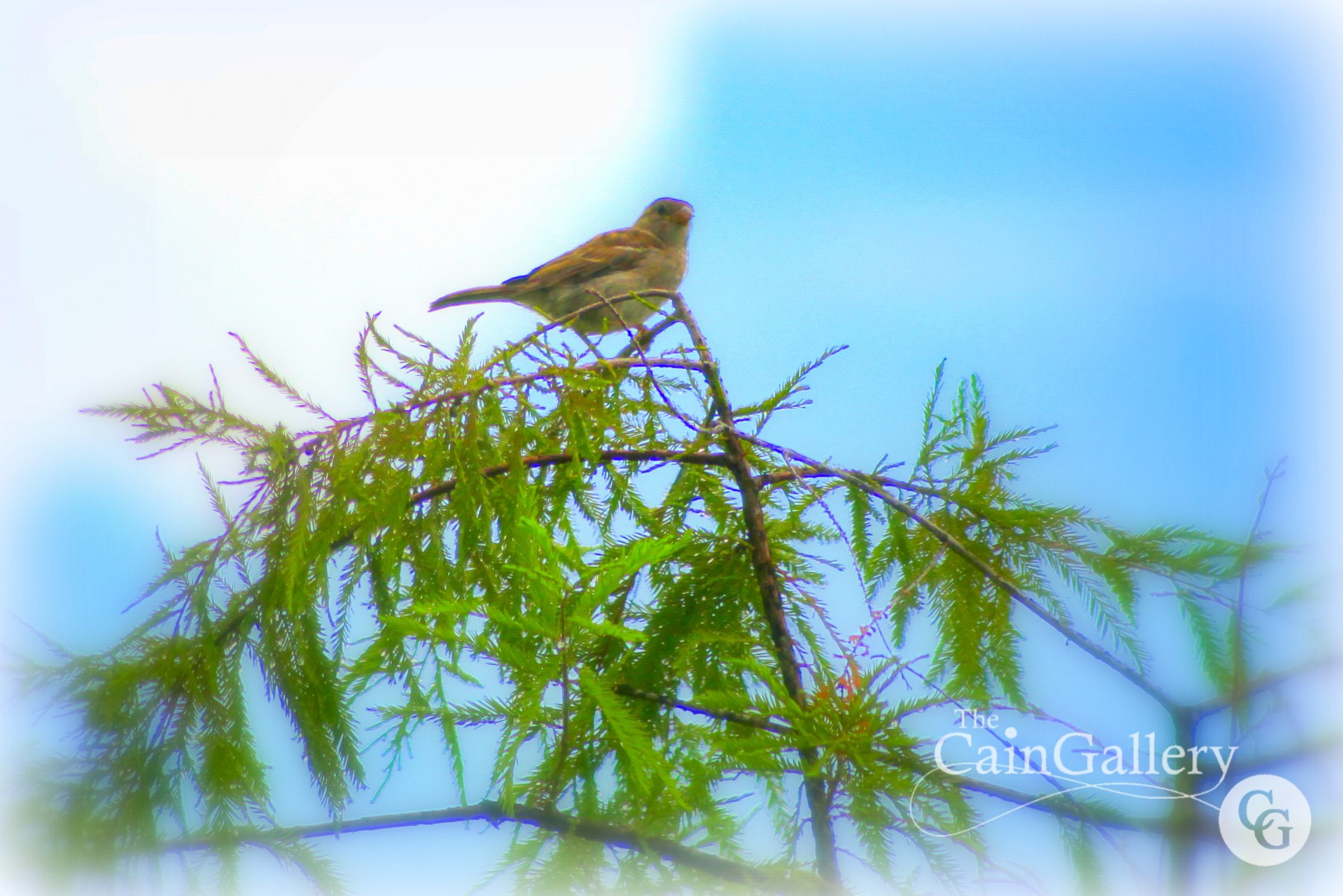 98807597_138251931161185_7287224144440066048_o